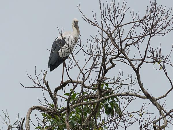 <h3><a href="/trips/srilanka/biota/animalia/chordata/aves/014 ciconiiformes/001 ciconiidae/anastomus oscitans/anastomus oscitans-en.html">Anastomus&nbsp;oscitans</a> / Asian&nbsp;openbill / Indische&nbsp;gaper</h3>NIKON D500 with AF-S Nikkor 300mm f/2.8G IF-ED VR II, 1/8000 sec at F5.0, ISO 250, distance 44.6&nbsp;m